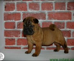Shar Pei leglo