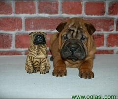 Shar Pei leglo