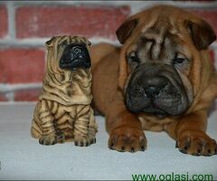 Shar Pei leglo