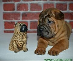 Shar Pei leglo