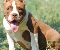 American bully pocket micro