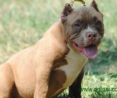 American bully pocket micro