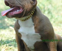 American bully pocket micro