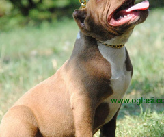 American bully pocket micro