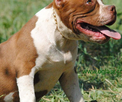 American bully pocket micro
