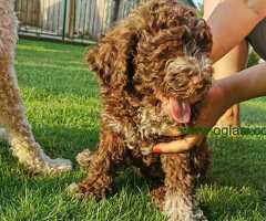 Lagotto romagnolo žensko štene
