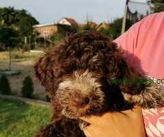 Lagotto romagnolo žensko štene