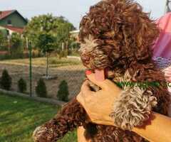 Lagotto romagnolo žensko štene
