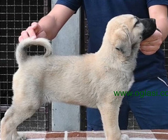 Turski Kangal štenci