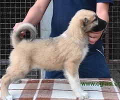 Turski Kangal štenci