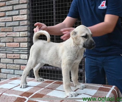 Turski Kangal štenci