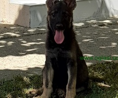 Nemački Ovčar