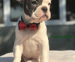Francuski Buldog