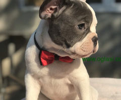 Francuski Buldog