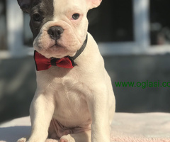 Francuski Buldog