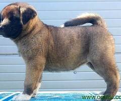 Americka Akita, stenci