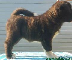 Americka Akita, stenci