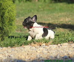 Francuski Buldog