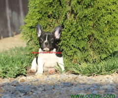 Francuski Buldog