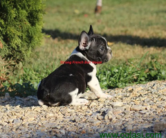 Francuski Buldog