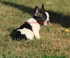 Francuski Buldog