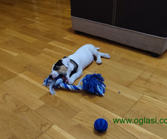 Prodajem štene Jack Russell Terriera