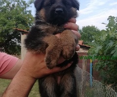Na prodaju odlicni stenci Nemackog Ovcara