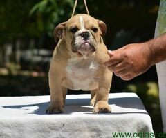 Fantasticna legla ENGLESKIH BULDOGA