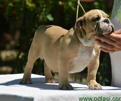 Fantasticna legla ENGLESKIH BULDOGA