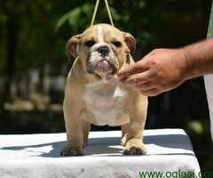 Fantasticna legla ENGLESKIH BULDOGA