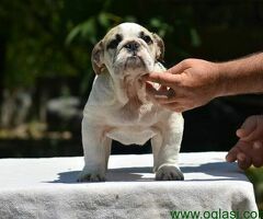 Fantasticna legla ENGLESKIH BULDOGA
