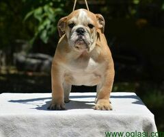 Fantasticna legla ENGLESKIH BULDOGA