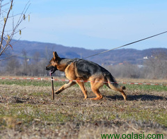 Nemački ovčar