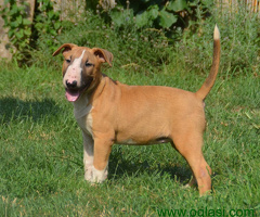 Bul terijer stenci - 6