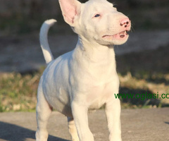 Mini Bul terijer - 6