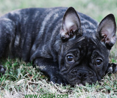 Francuski Buldog