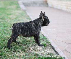 Francuski Buldog