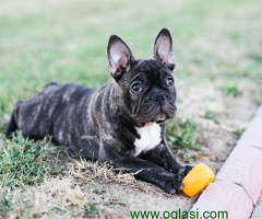 Francuski Buldog