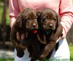 Stenci Labrador retrivera braon boje