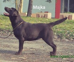 Stenci Labrador retrivera braon boje