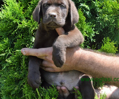 Stenci Labrador retrivera braon boje