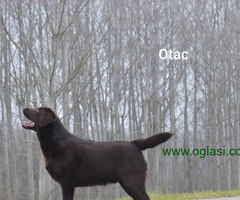 Stenci Labrador retrivera braon boje