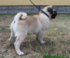Mops štenci
