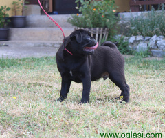 Mops štenci