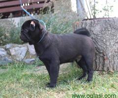 Mops štenci