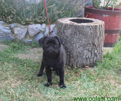 Mops štenci