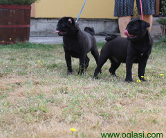 Mops štenci