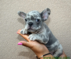 Francuski buldozi egzotični - 6