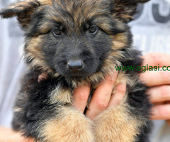 Nemački dugodlaki ovčar - 6