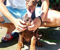Doberman, muško štene